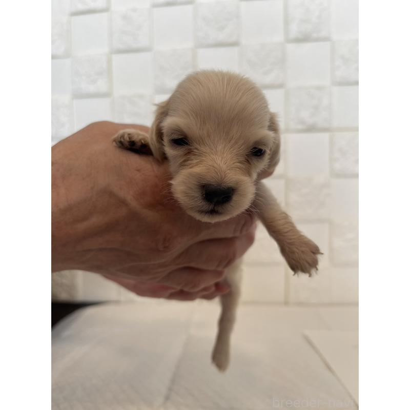 販売中の群馬県のミニチュアダックスフンド(ロングヘアード)-432846の10枚目