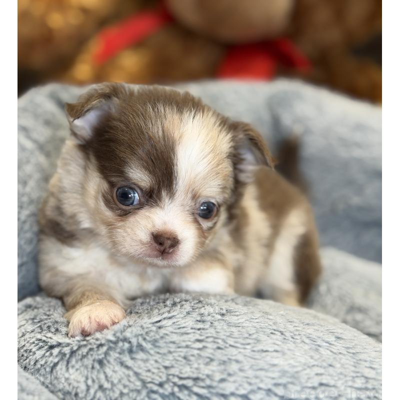 成約済の埼玉県のチワワ(ロングコート)-430020の5枚目