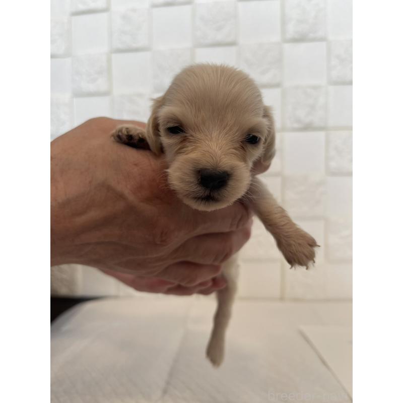 販売中の群馬県のミニチュアダックスフンド(ロングヘアード)-432846の9枚目