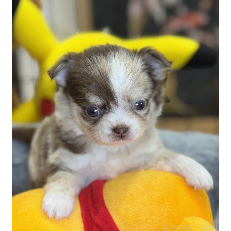 成約済の埼玉県のチワワ(ロングコート)-430020の4枚目