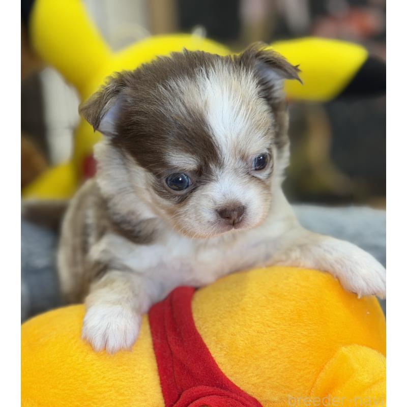 成約済の埼玉県のチワワ(ロングコート)-430020の3枚目