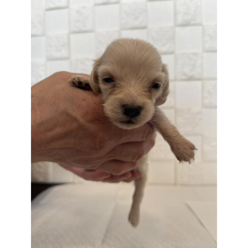 販売中の群馬県のミニチュアダックスフンド(ロングヘアード)-432846の5枚目