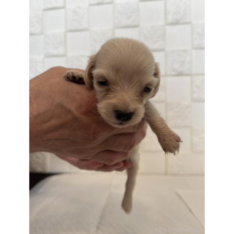 販売中の群馬県のミニチュアダックスフンド(ロングヘアード)-432846の3枚目