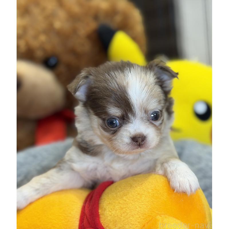 成約済の埼玉県のチワワ(ロングコート)-430020の2枚目