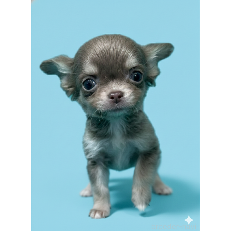 販売中の兵庫県のチワワ(ロングコート)-432849の3枚目