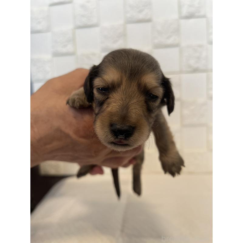 販売中の群馬県のミニチュアダックスフンド(ロングヘアード)-432847の1枚目