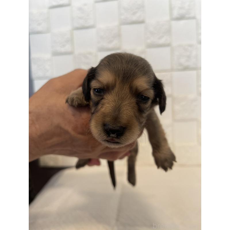 販売中の群馬県のミニチュアダックスフンド(ロングヘアード)-432847の9枚目