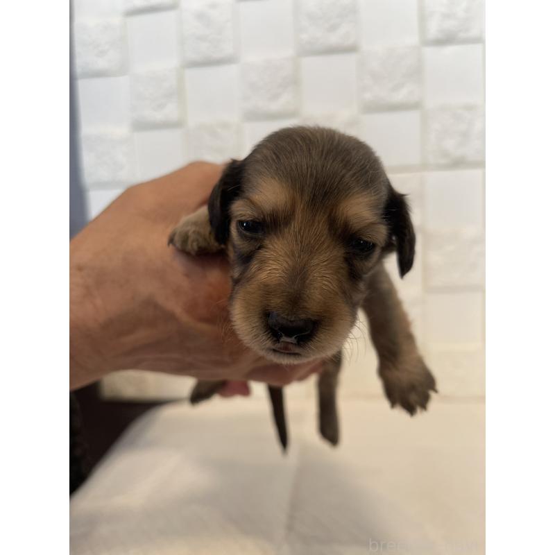 販売中の群馬県のミニチュアダックスフンド(ロングヘアード)-432847の7枚目