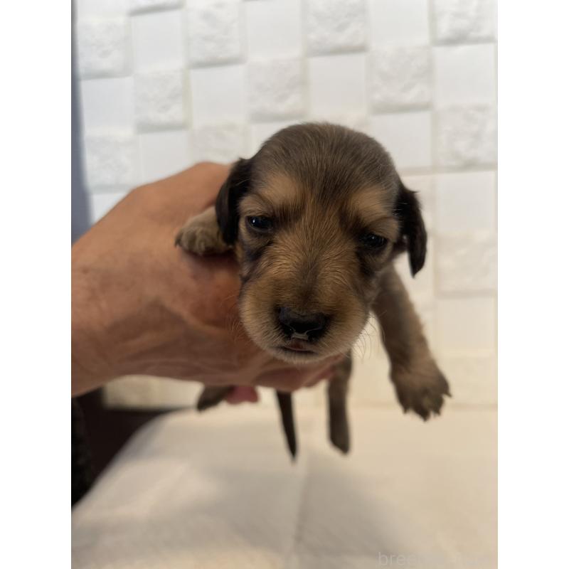 販売中の群馬県のミニチュアダックスフンド(ロングヘアード)-432847の6枚目