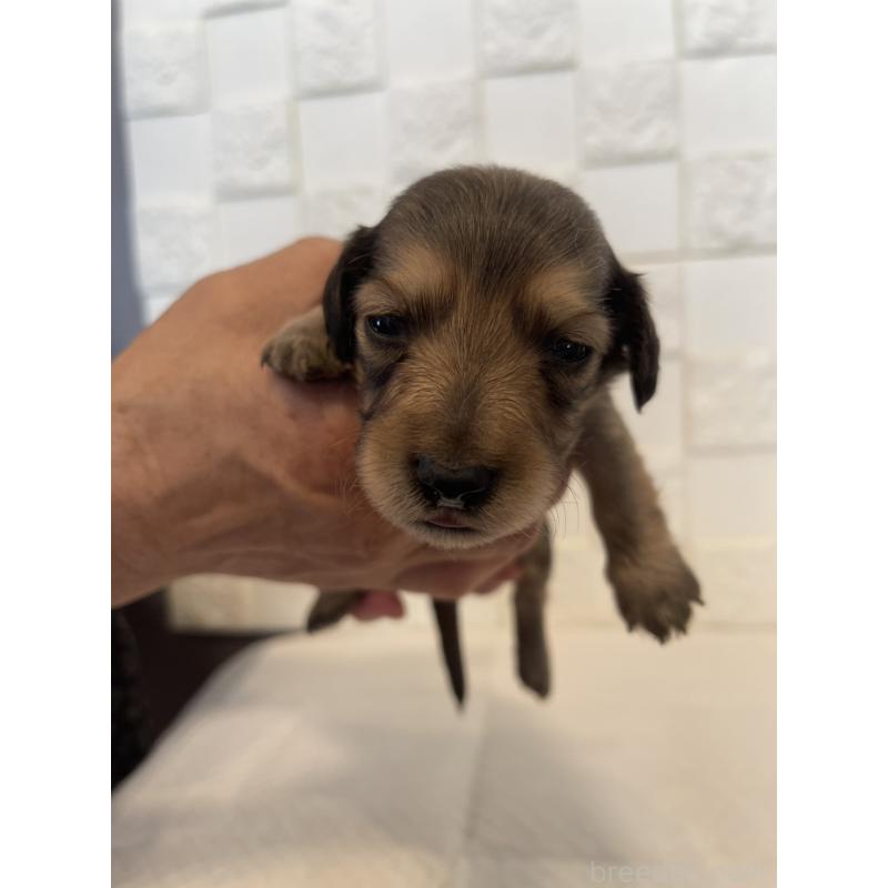 販売中の群馬県のミニチュアダックスフンド(ロングヘアード)-432847の3枚目