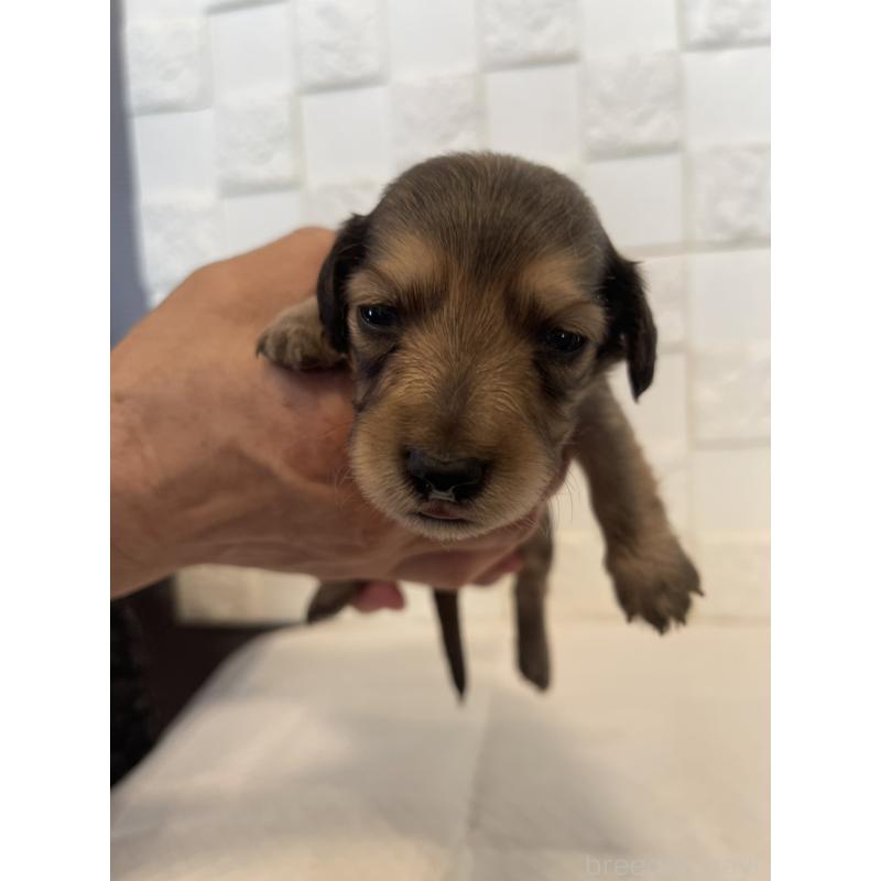 販売中の群馬県のミニチュアダックスフンド(ロングヘアード)-432847の2枚目