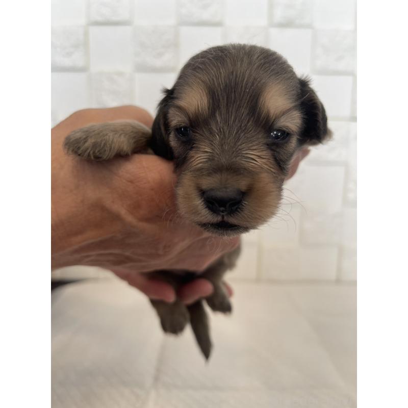 販売中の群馬県のミニチュアダックスフンド(ロングヘアード)-432848の8枚目