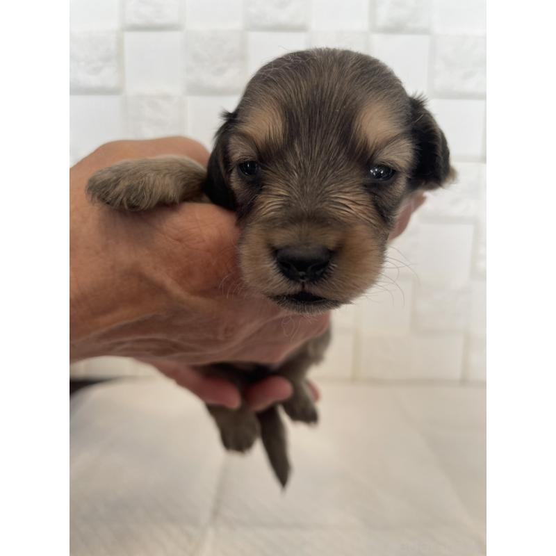 販売中の群馬県のミニチュアダックスフンド(ロングヘアード)-432848の6枚目