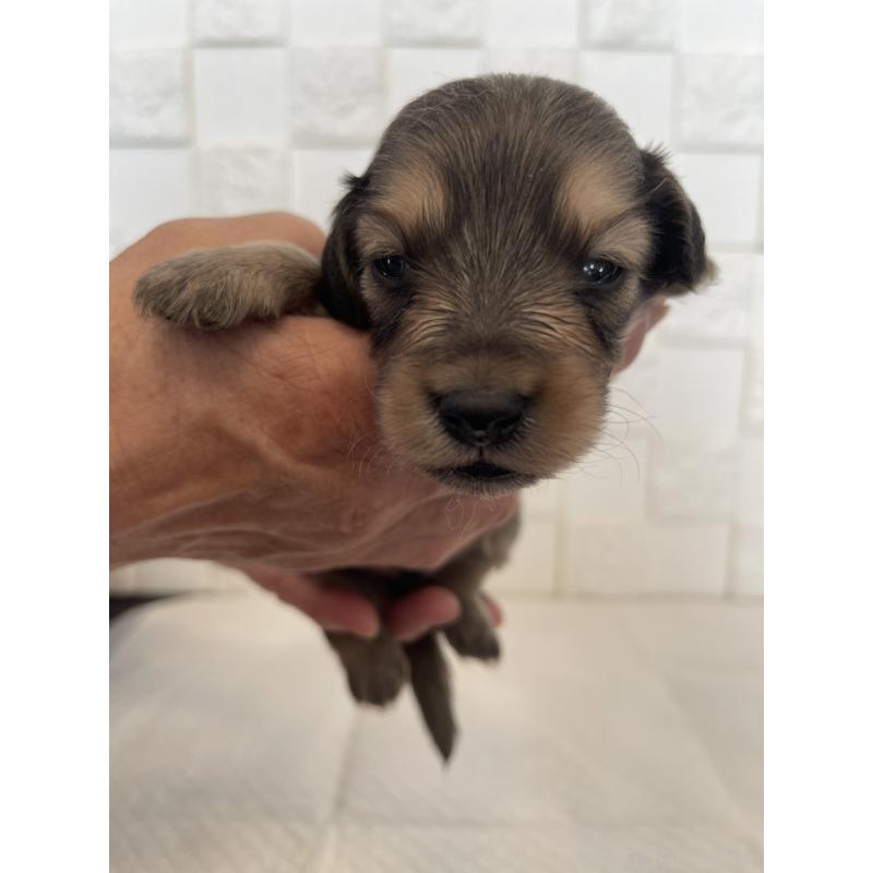 販売中の群馬県のミニチュアダックスフンド(ロングヘアード)-432848の3枚目