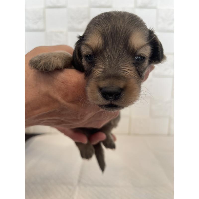 販売中の群馬県のミニチュアダックスフンド(ロングヘアード)-432848の2枚目