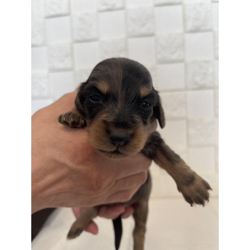 販売中の群馬県のミニチュアダックスフンド(ロングヘアード)-432851