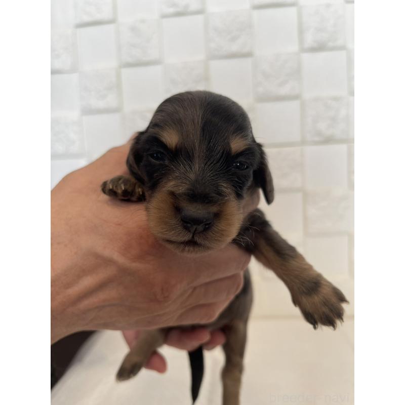 販売中の群馬県のミニチュアダックスフンド(ロングヘアード)-432851の5枚目