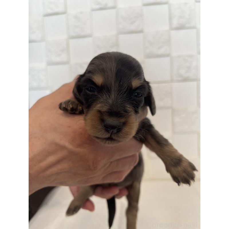 販売中の群馬県のミニチュアダックスフンド(ロングヘアード)-432851の3枚目