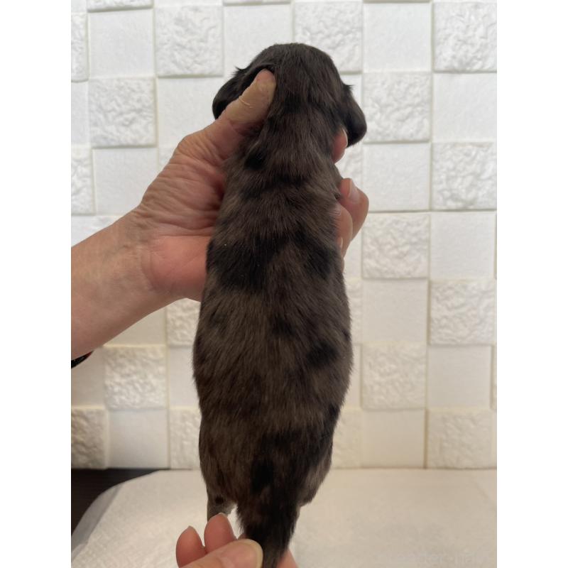 販売中の群馬県のミニチュアダックスフンド(ロングヘアード)-432851の2枚目