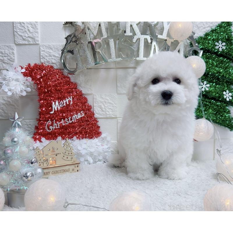 販売中の福岡県のビションフリーゼ-427389の6枚目