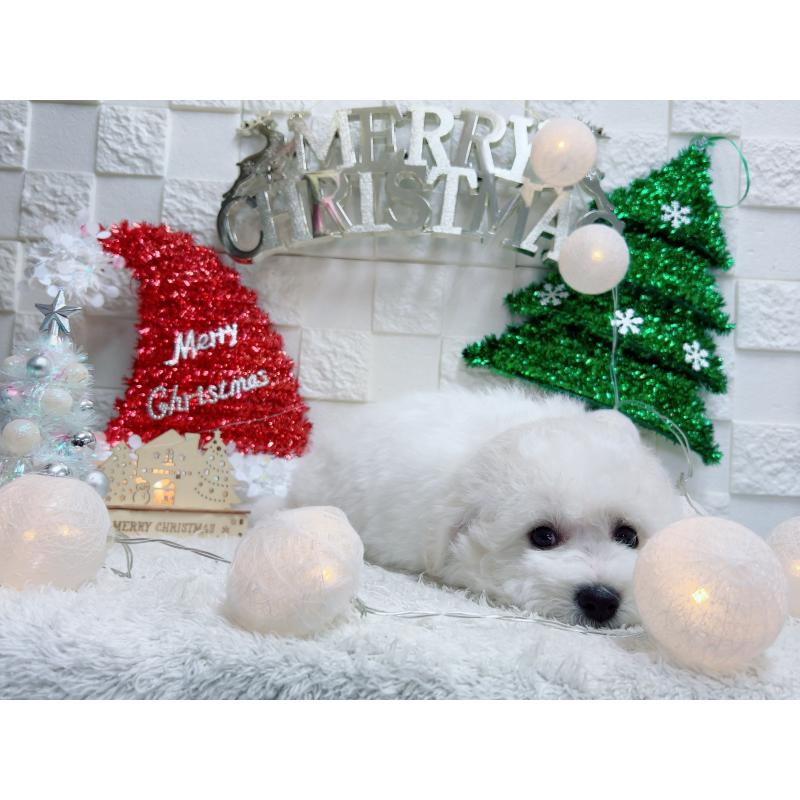 販売中の福岡県のビションフリーゼ-427389の5枚目