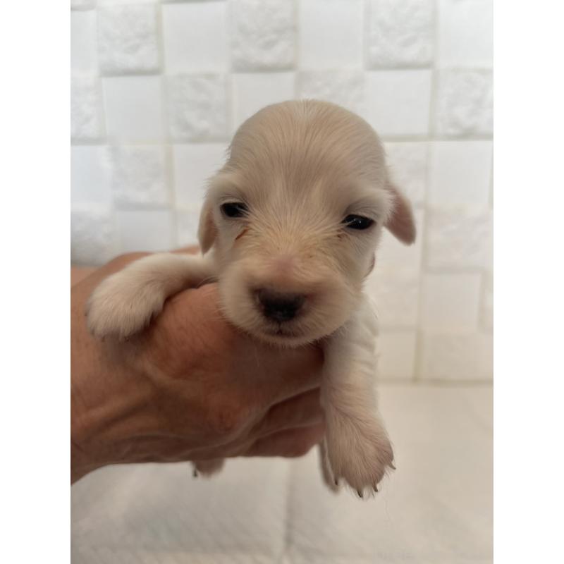 販売中の群馬県のミニチュアダックスフンド(ロングヘアード)-432856の9枚目