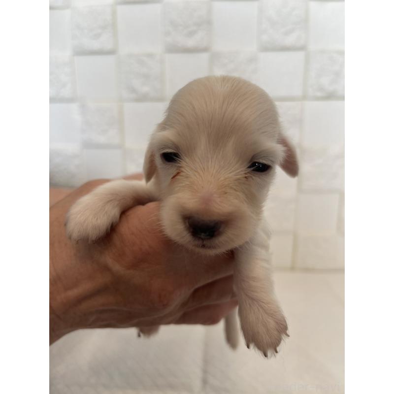 販売中の群馬県のミニチュアダックスフンド(ロングヘアード)-432856の8枚目