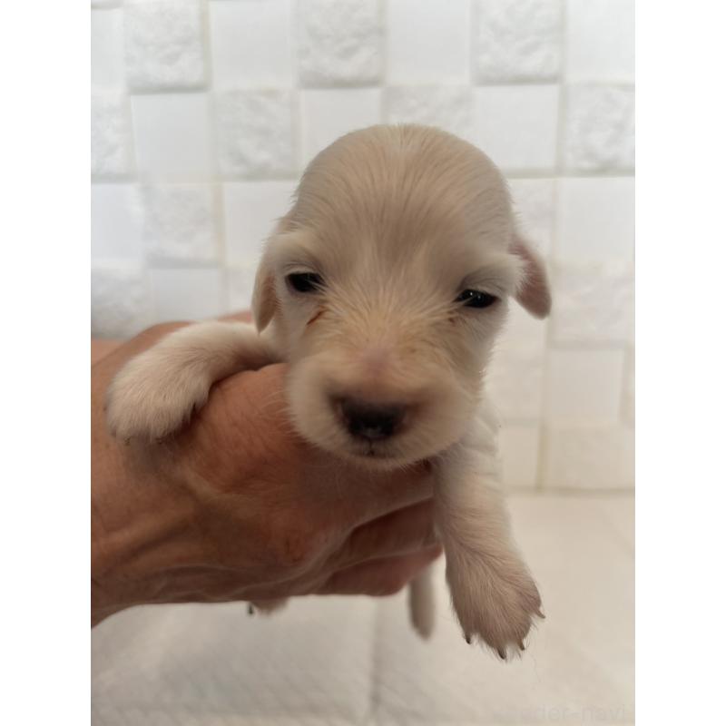 販売中の群馬県のミニチュアダックスフンド(ロングヘアード)-432856の7枚目