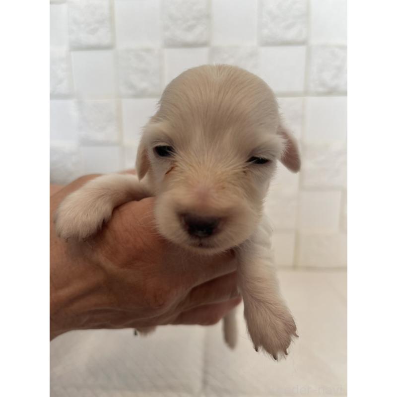 販売中の群馬県のミニチュアダックスフンド(ロングヘアード)-432856の6枚目