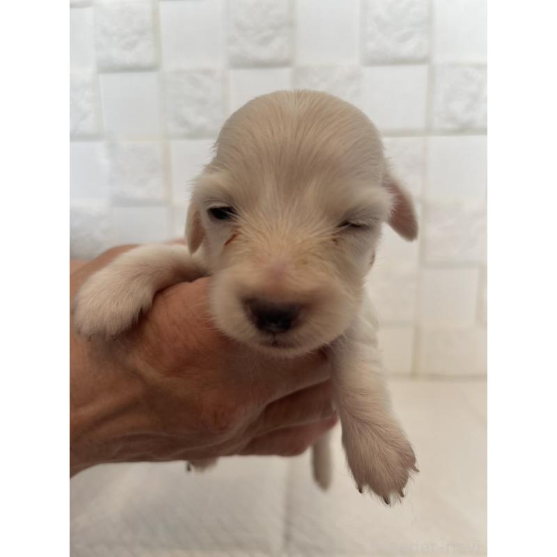 販売中の群馬県のミニチュアダックスフンド(ロングヘアード)-432856の5枚目