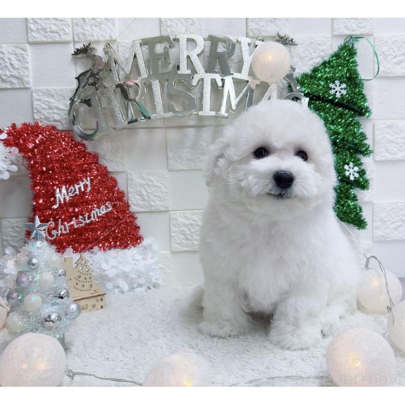 販売中の福岡県のビションフリーゼ-427389の4枚目