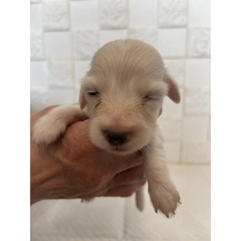 販売中の群馬県のミニチュアダックスフンド(ロングヘアード)-432856の4枚目