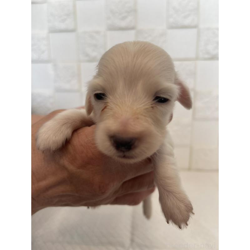 販売中の群馬県のミニチュアダックスフンド(ロングヘアード)-432856の2枚目