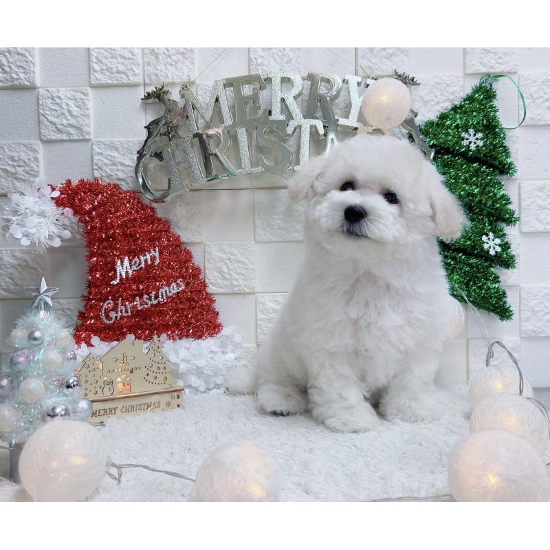 販売中の福岡県のビションフリーゼ-427389の2枚目