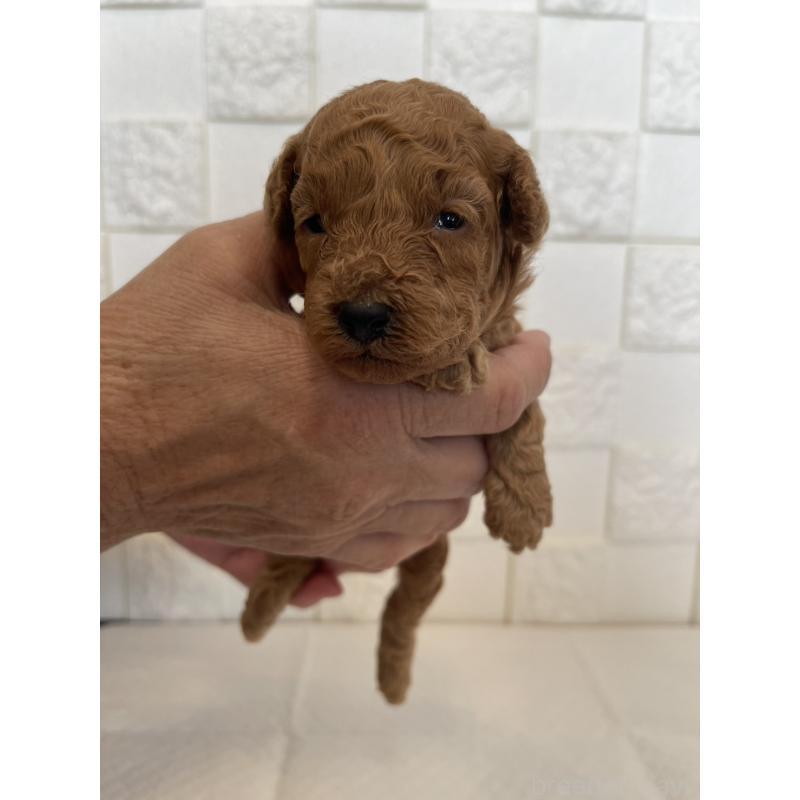 販売中の群馬県のトイプードル-432857の1枚目