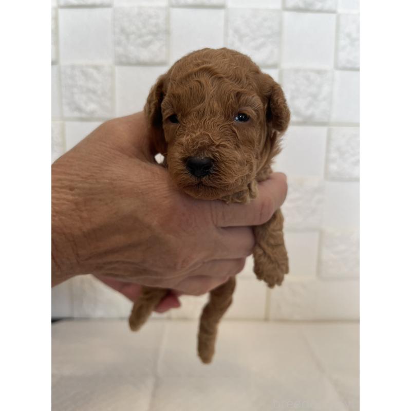 販売中の群馬県のトイプードル-432857の8枚目