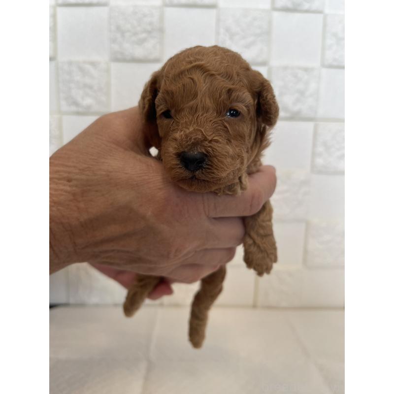 販売中の群馬県のトイプードル-432857の7枚目