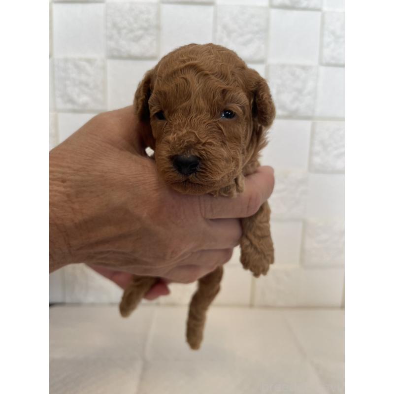 販売中の群馬県のトイプードル-432857の5枚目