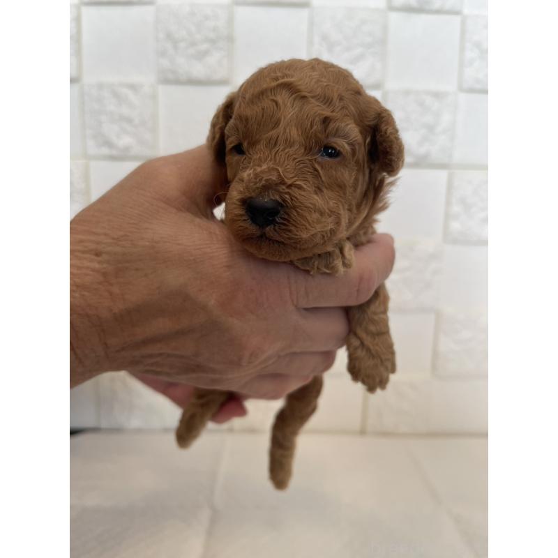 販売中の群馬県のトイプードル-432857の4枚目