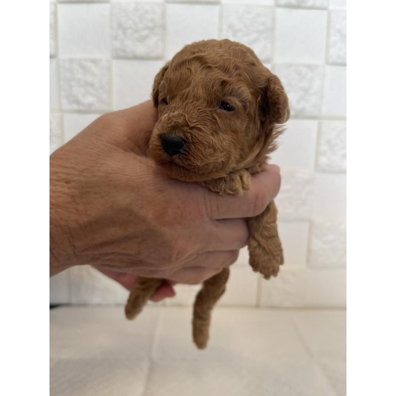 販売中の群馬県のトイプードル-432857の3枚目