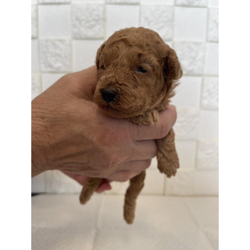 販売中の群馬県のトイプードル-432857の2枚目