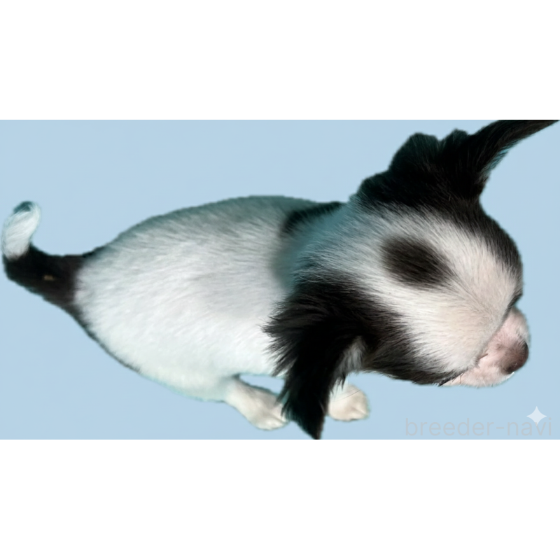 販売中の兵庫県のチワワ(ロングコート)-432858の3枚目