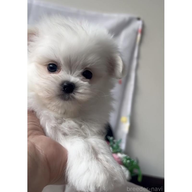 販売中の福岡県のポメマル:ポメラニアン×マルチーズ-432859の3枚目