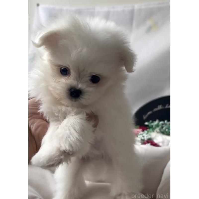 販売中の福岡県のポメマル:ポメラニアン×マルチーズ-432859の2枚目