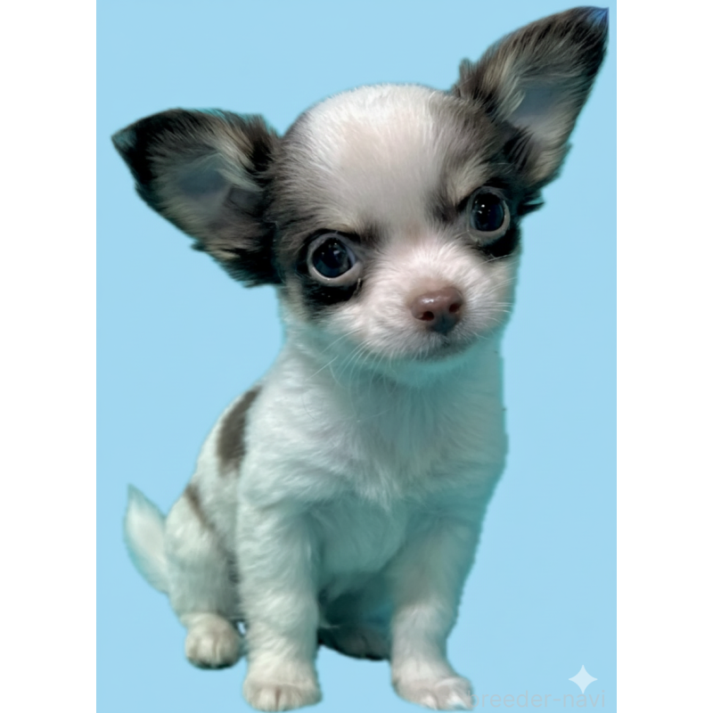 販売中の兵庫県のチワワ(ロングコート)-432860の3枚目