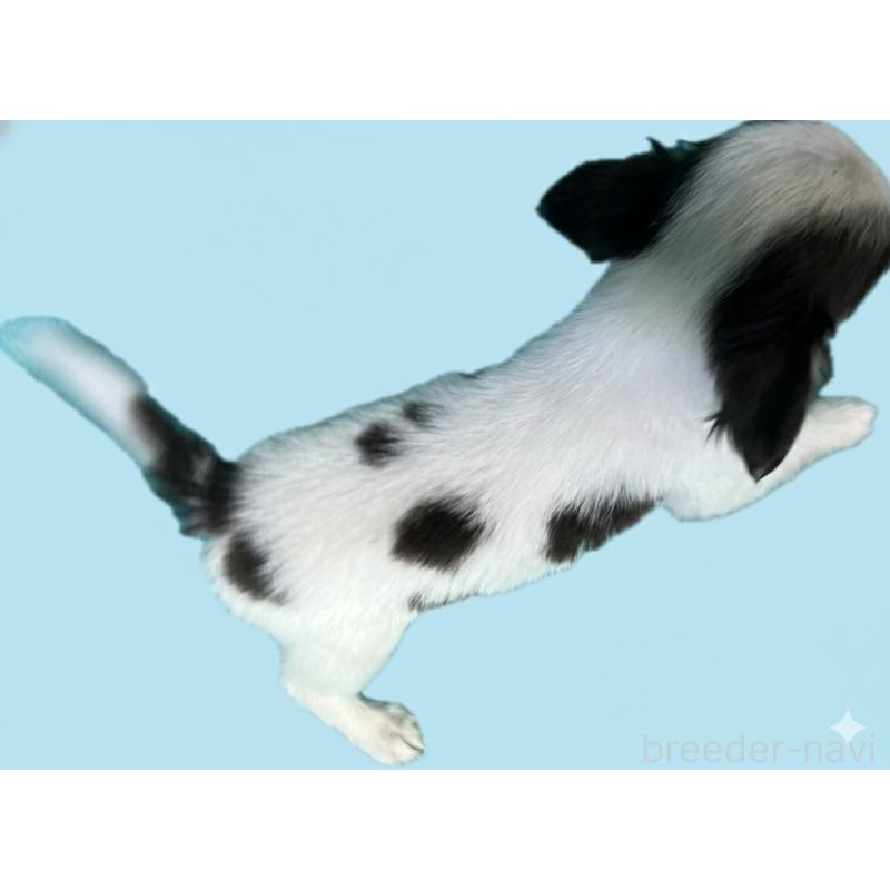 販売中の兵庫県のチワワ(ロングコート)-432860の2枚目