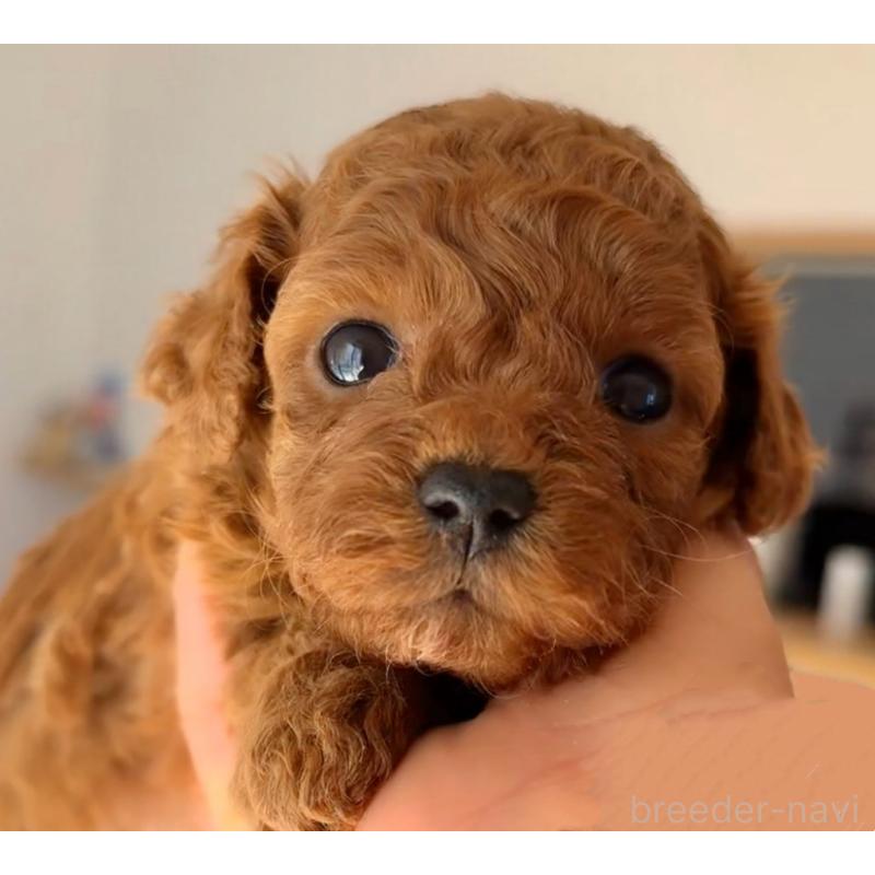 販売中の千葉県のトイプードル-432588の11枚目