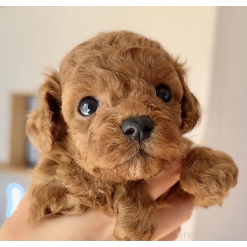 販売中の千葉県のトイプードル-432588の10枚目