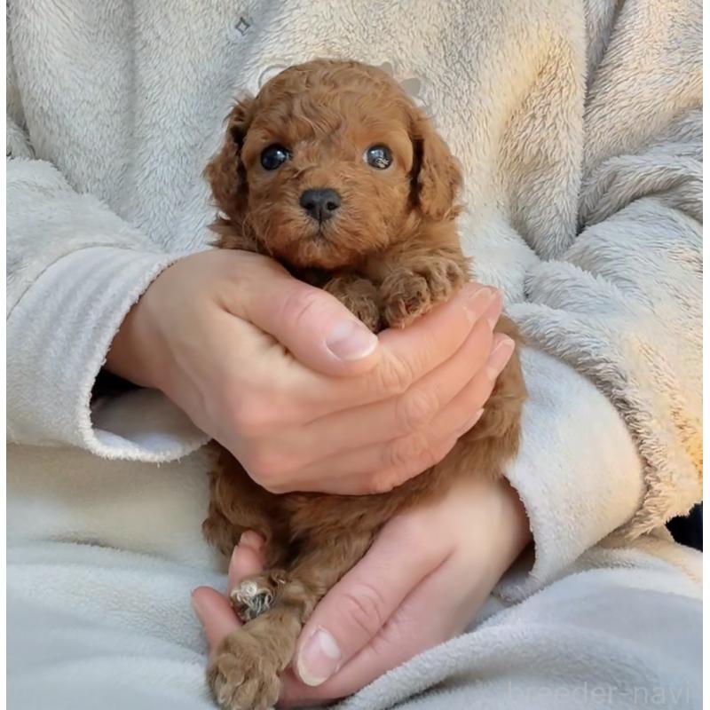 販売中の千葉県のトイプードル-432588の9枚目