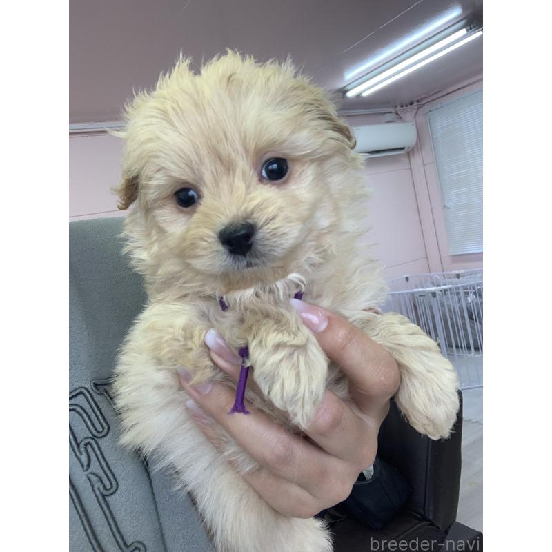 販売中の滋賀県のポメプー:ポメラニアン×トイプードル-432861